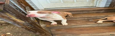 Jessie