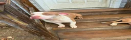 American Pit Bull Terrier dogs for sale: Jessie - Ad 1
