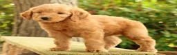 Mini Goldendoodle dogs for sale: Mark - Ad 2