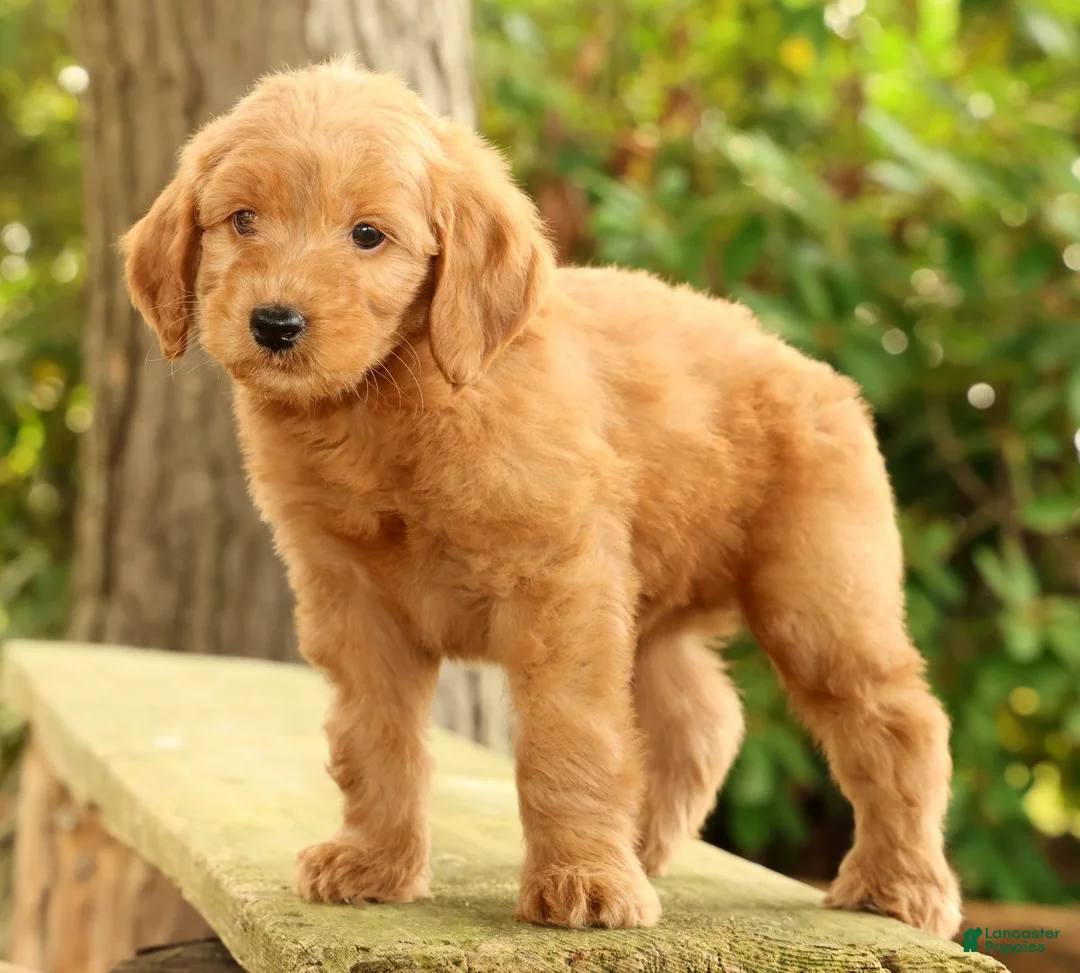 Mini Goldendoodle dogs for sale: Mark - Ad 2