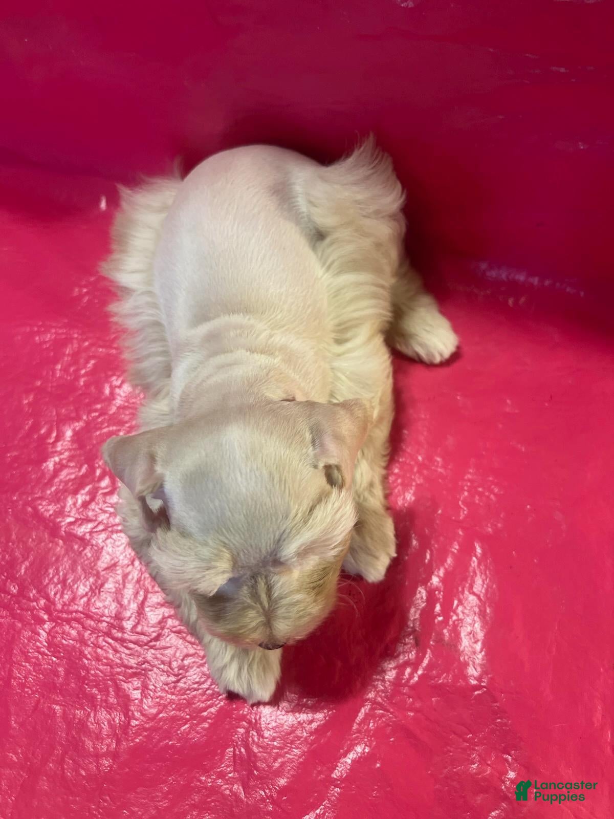 Miniature Schnauzer dogs for sale: Mercy (Wheaten, 4 white paws, double crystal blue eyes) - Ad 2