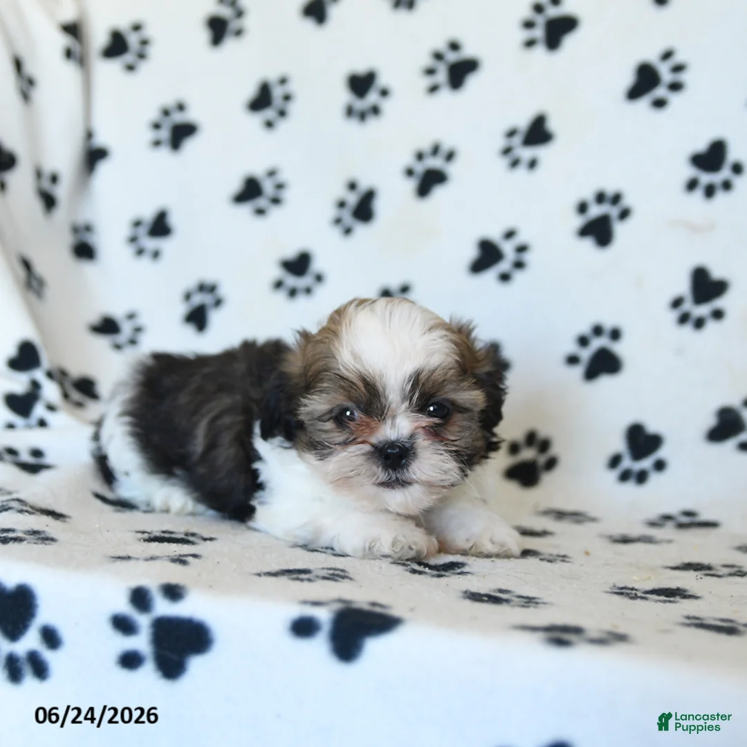 Shih Tzu dogs for sale: Klondike - Ad 2