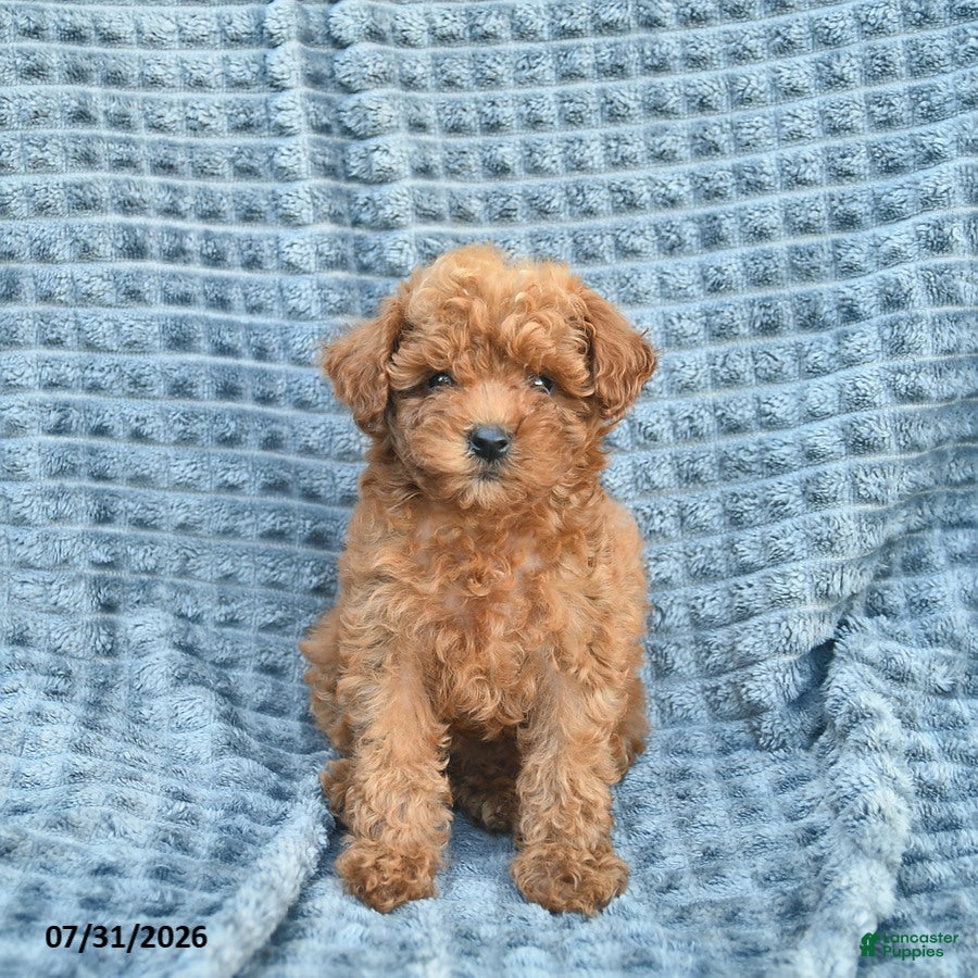 Toy Poodle dogs Molly  - Ad 1