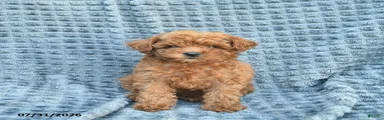 Molly 