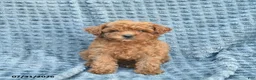 Toy Poodle dogs for sale: Molly  - Ad 1