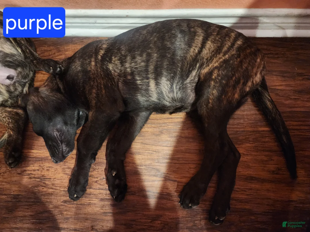 Mixed Breed dogs for sale: Hybrid Purple Collar Female - Ad 1