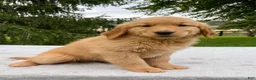 Golden Retriever dogs for sale: Jet - Ad 4