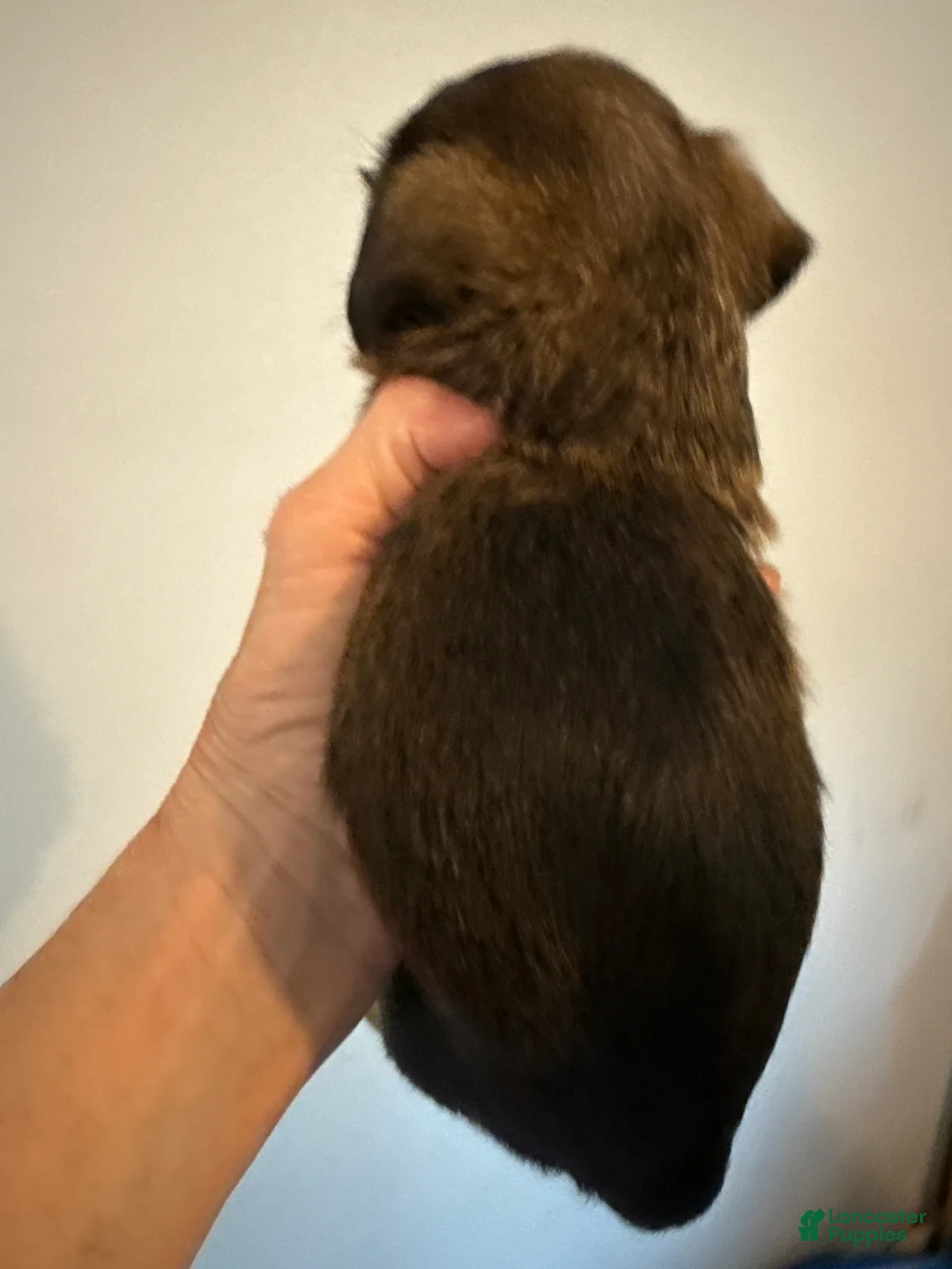 Brussels Griffon dogs for sale: Brussels Griffon Puppy 1 - Ad 2