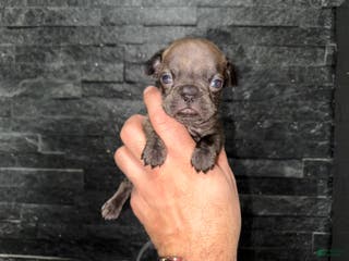 French Bulldog dogs Reeses - Ad 21