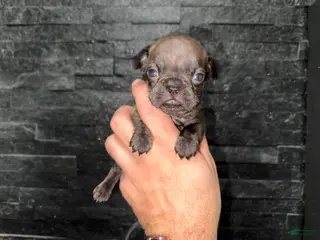 French Bulldog dogs Reeses - Ad 13