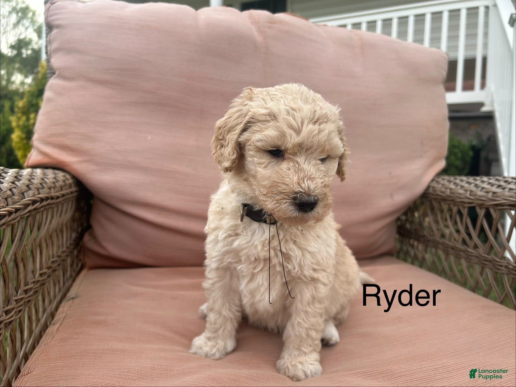 Goldendoodle dogs Goldendoodle Puppy 3 - Ad 1