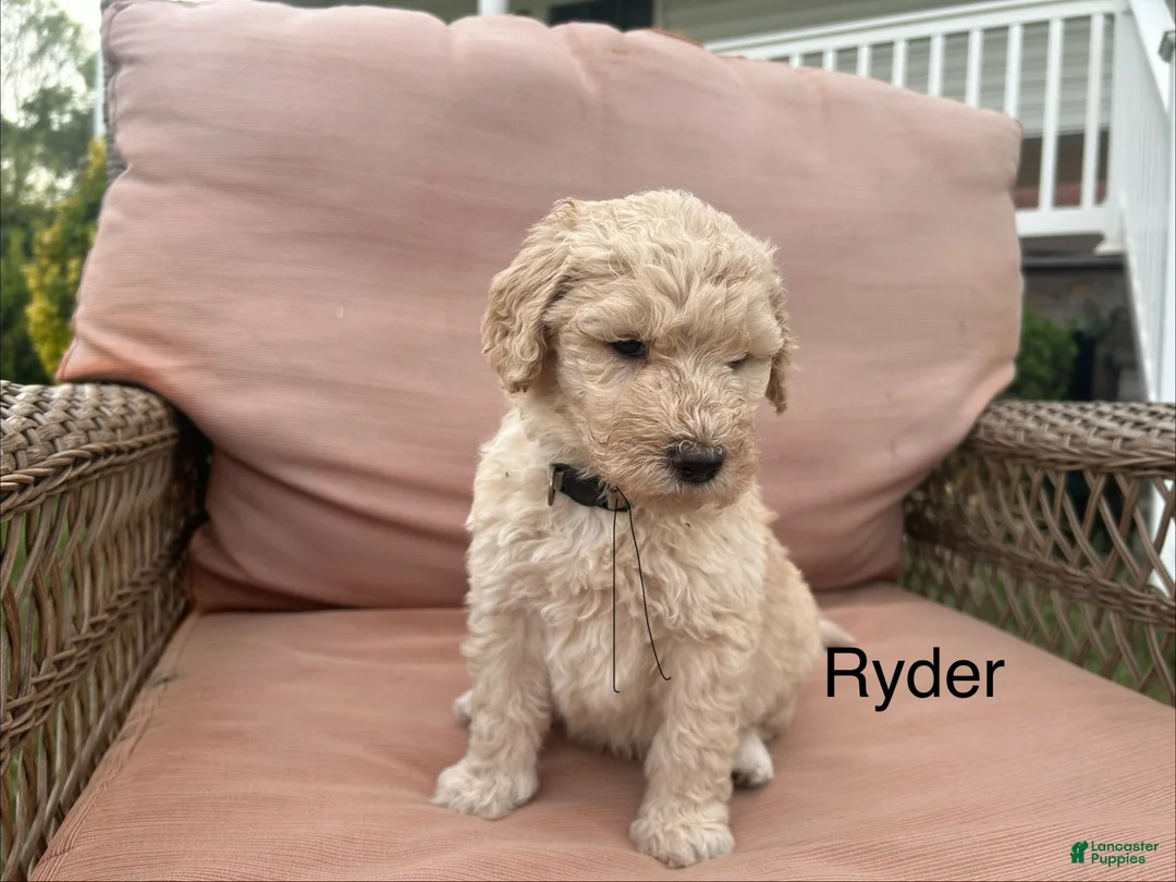 Goldendoodle dogs for sale: Goldendoodle Puppy 3 - Ad 1