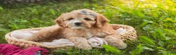 Mixed Breed dogs for sale: Pixie Munchkin Bernedoodle - Ad 5
