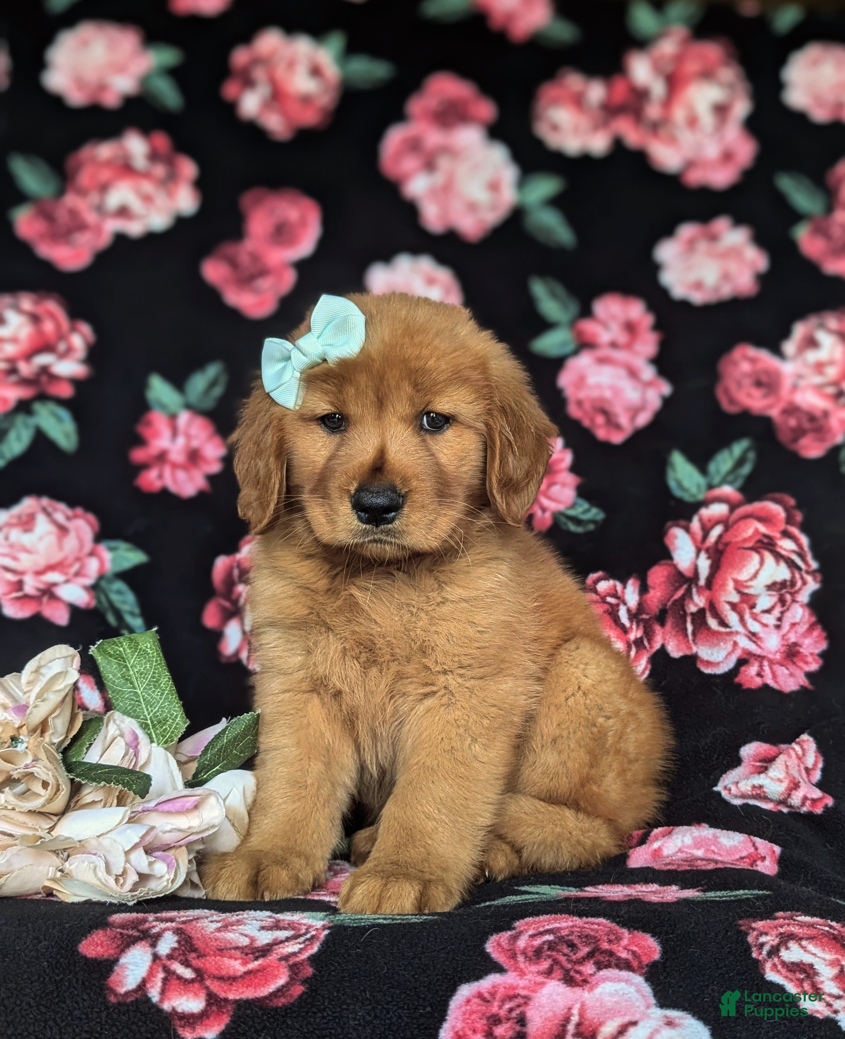 Golden Retriever dogs Sonia - Ad 1