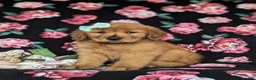 Golden Retriever dogs for sale: Sonia - Ad 1