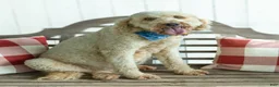 Goldendoodle dogs for sale: Anastasia - MultiGen Retired Mama - Ad 1