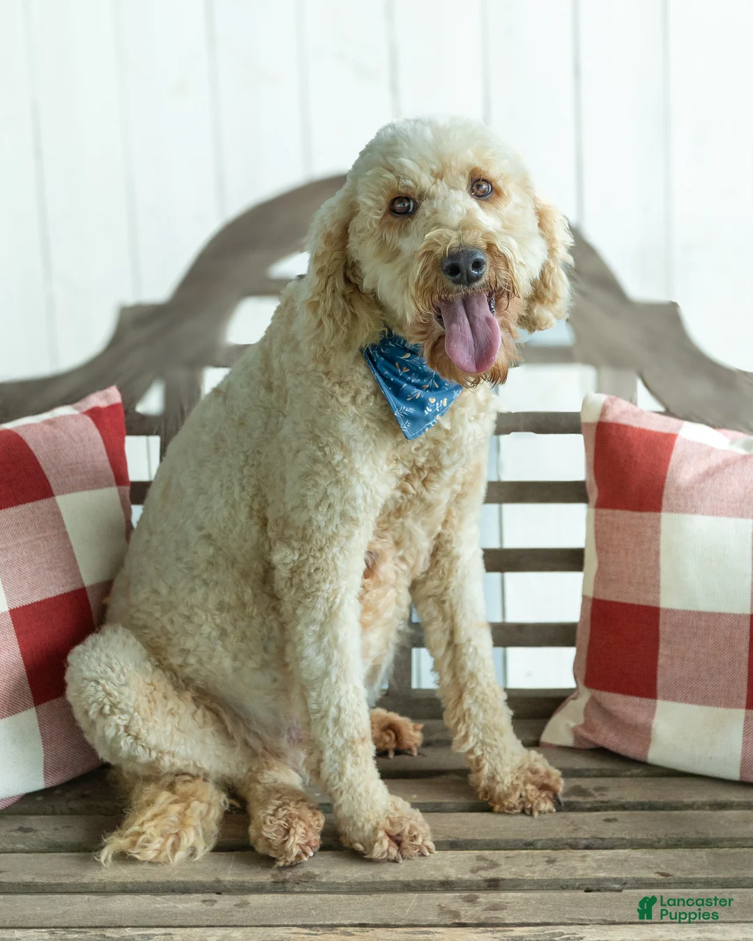 Goldendoodle dogs for sale: Anastasia - MultiGen Retired Mama - Ad 1