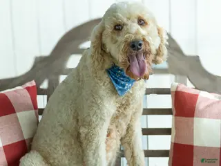 Goldendoodle dogs Anastasia - MultiGen Retired Mama - Ad 22