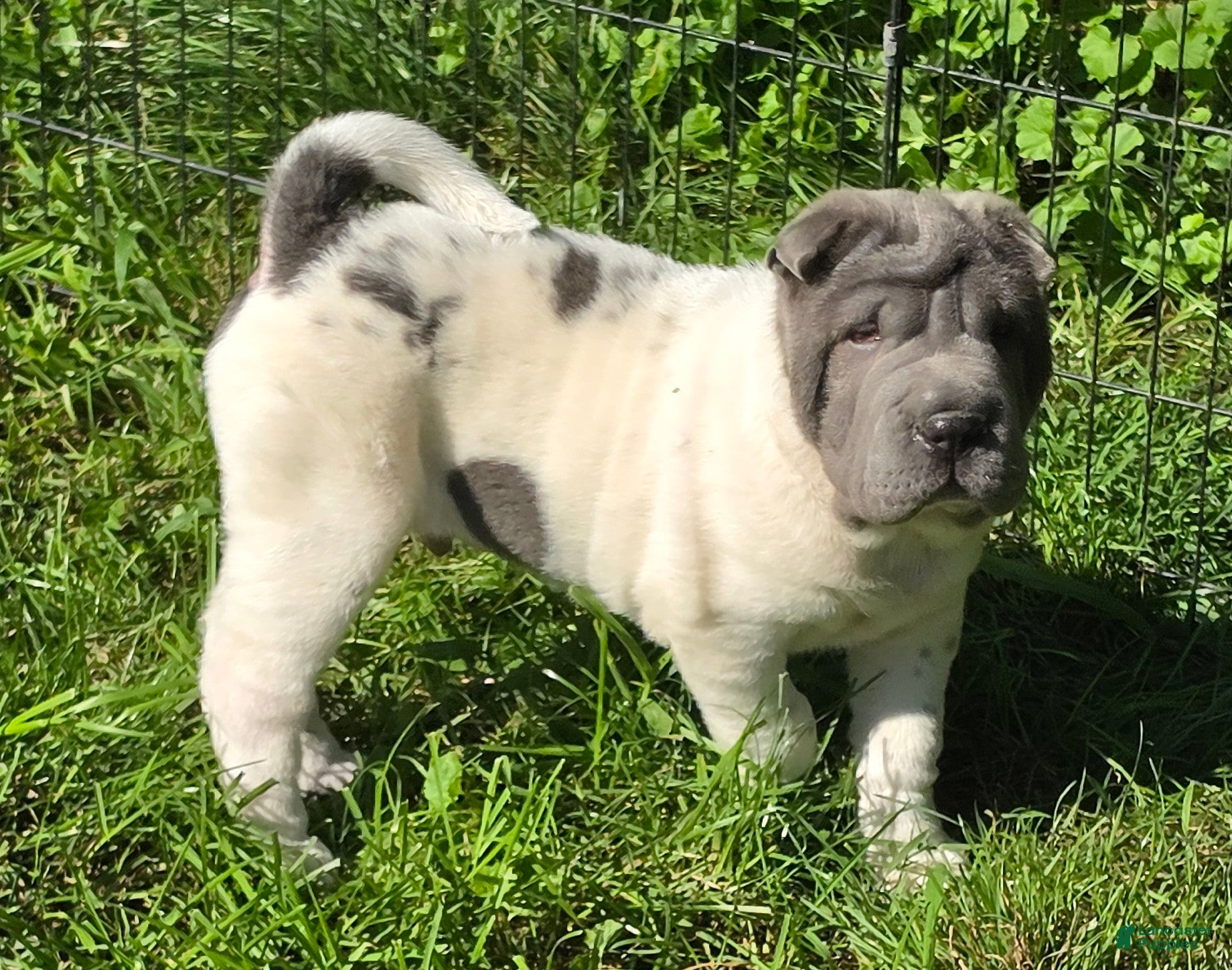 Shar Pei dogs Trevor  - Ad 2