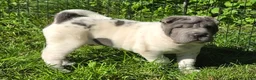 Shar Pei dogs for sale: Trevor  - Ad 2