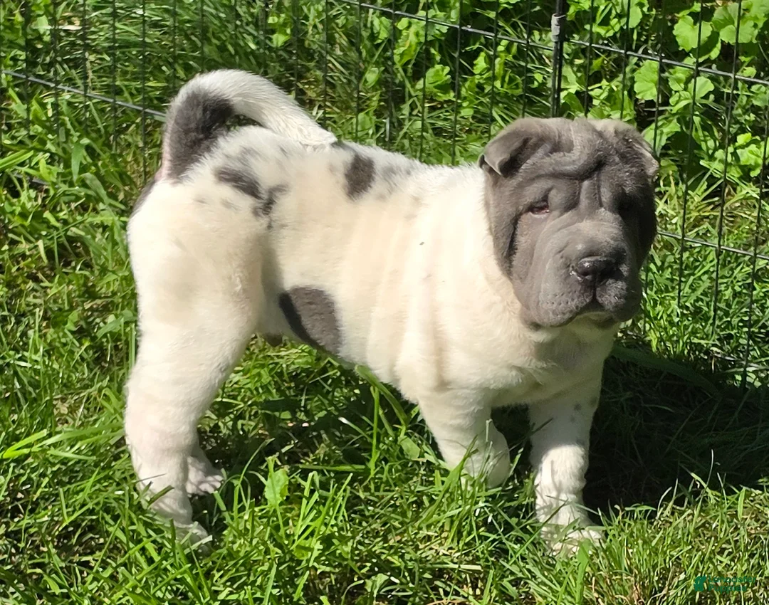 Shar Pei dogs for sale: Trevor  - Ad 2