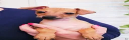 Italian Greyhound dogs for sale: Sebastian - Ad 11