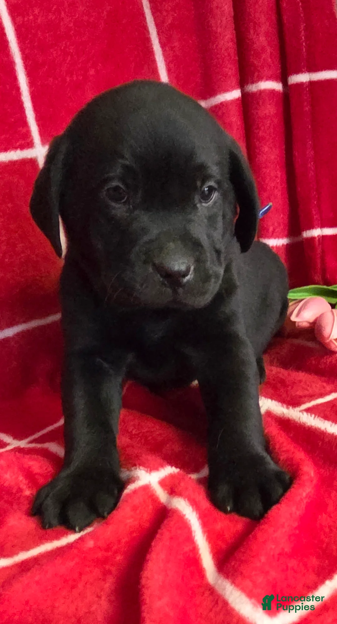 Labrador Retriever dogs for sale: Diesel  - Ad 3