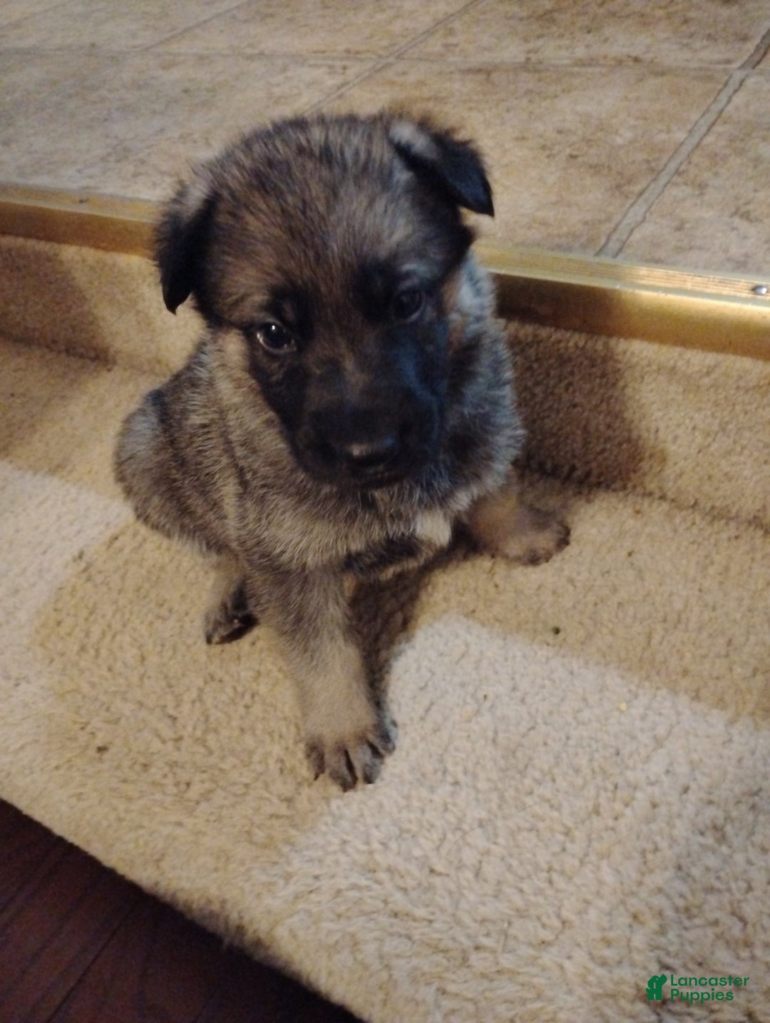 German Shepherd dogs for sale: German Shepherd Puppy 3 - Ad 12