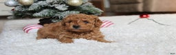 Toy Poodle dogs for sale: Camelia - Ad 8