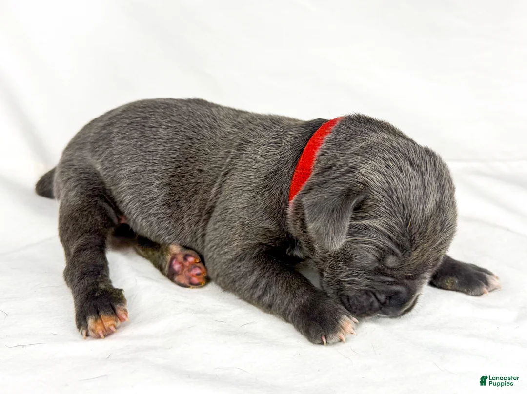 Cane Corso dogs for sale: Cane Corso Puppy 13 - Ad 1