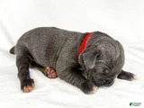 Cane Corso Puppy 13
