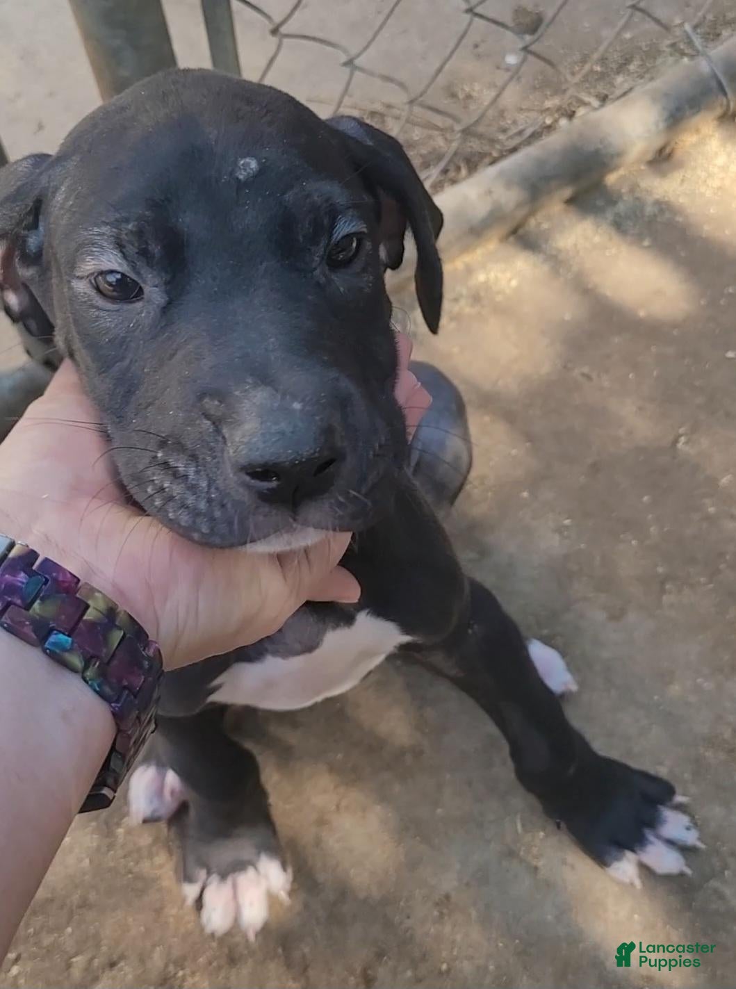 Great Dane dogs Great Dane BLUE-FEMALE - Ad 23