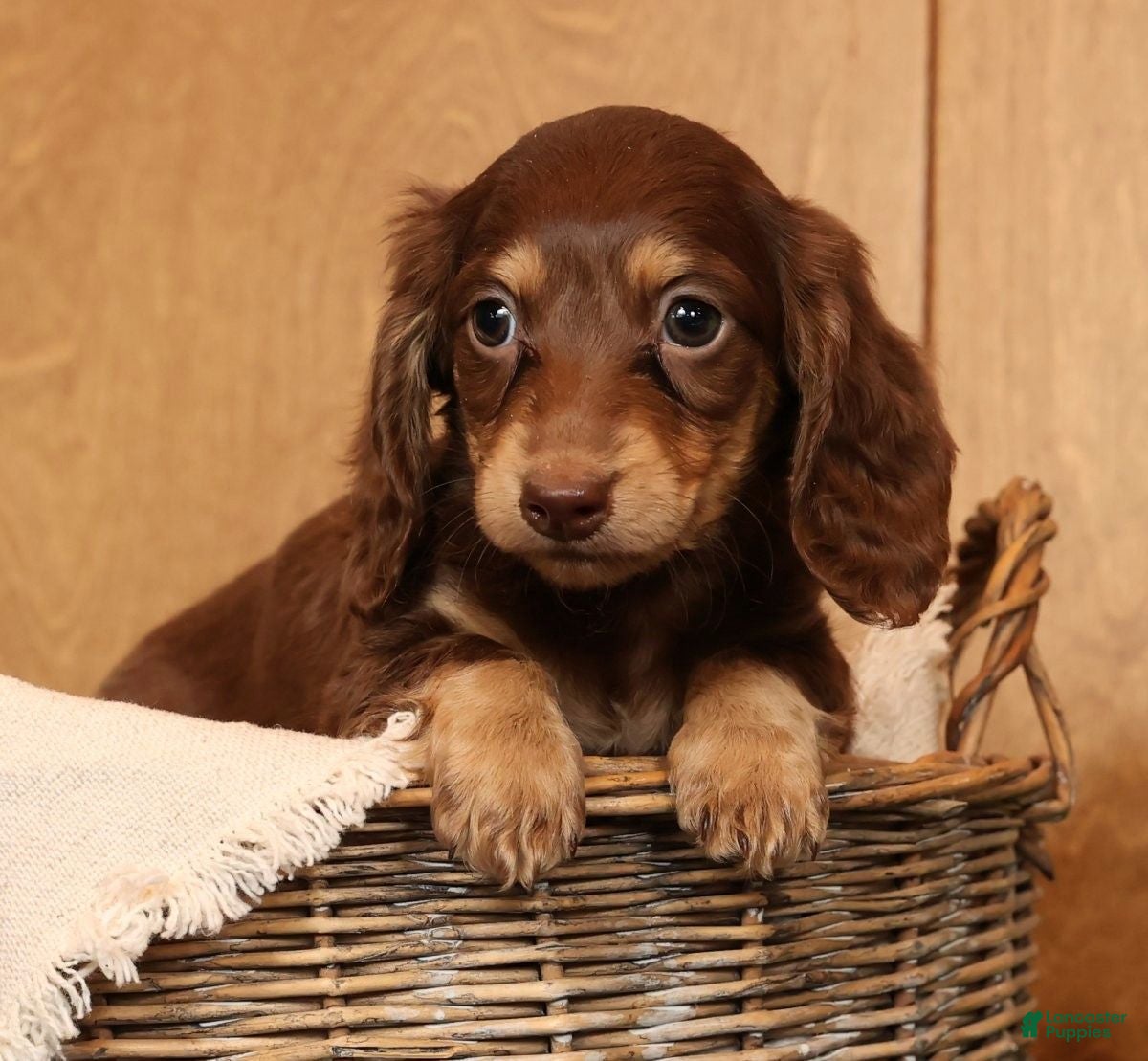 Miniature Dachshund dogs Abbi - Ad 27