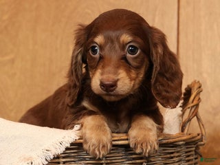 Miniature Dachshund dogs Abbi - Ad 9
