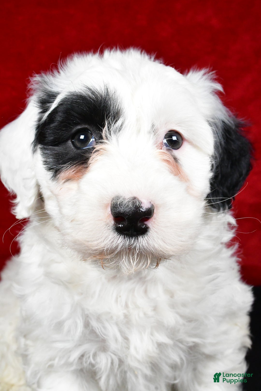 Mixed Breed dogs for sale: Sarah - Ad 10