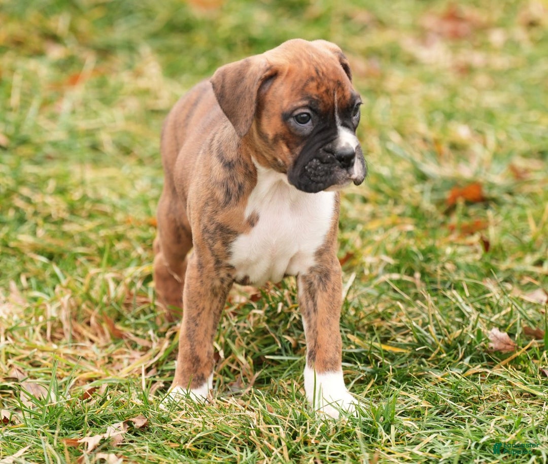 Boxer dogs for sale: Rainy - Ad 6