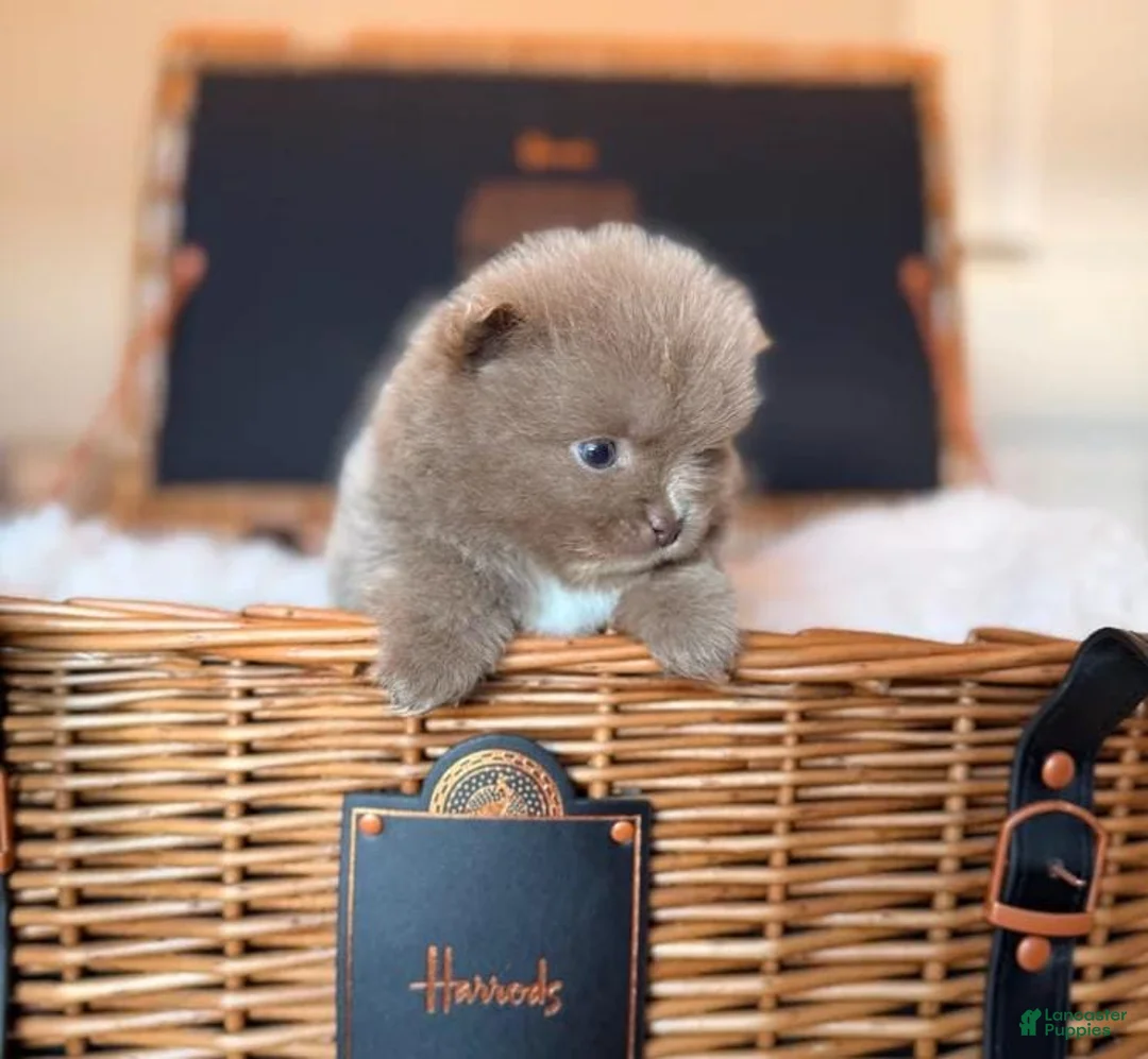 Pomeranian dogs for sale: Tania  - Ad 13