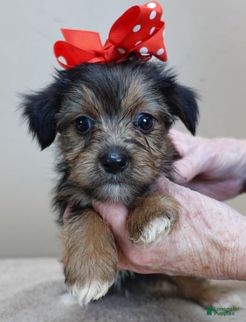 Yorkshire Terrier dogs Rio  - Ad 13