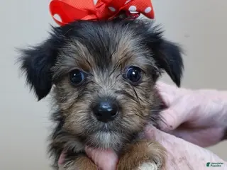 Yorkshire Terrier dogs Rio - Ad 13