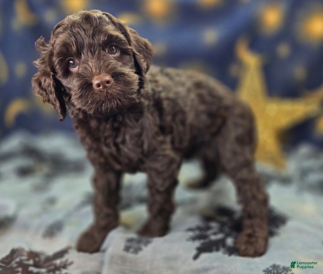 Cockapoo dogs for sale: Breeze - Ad 10