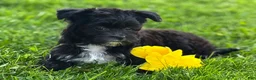 Morkie dogs for sale: Zoey - Ad 16