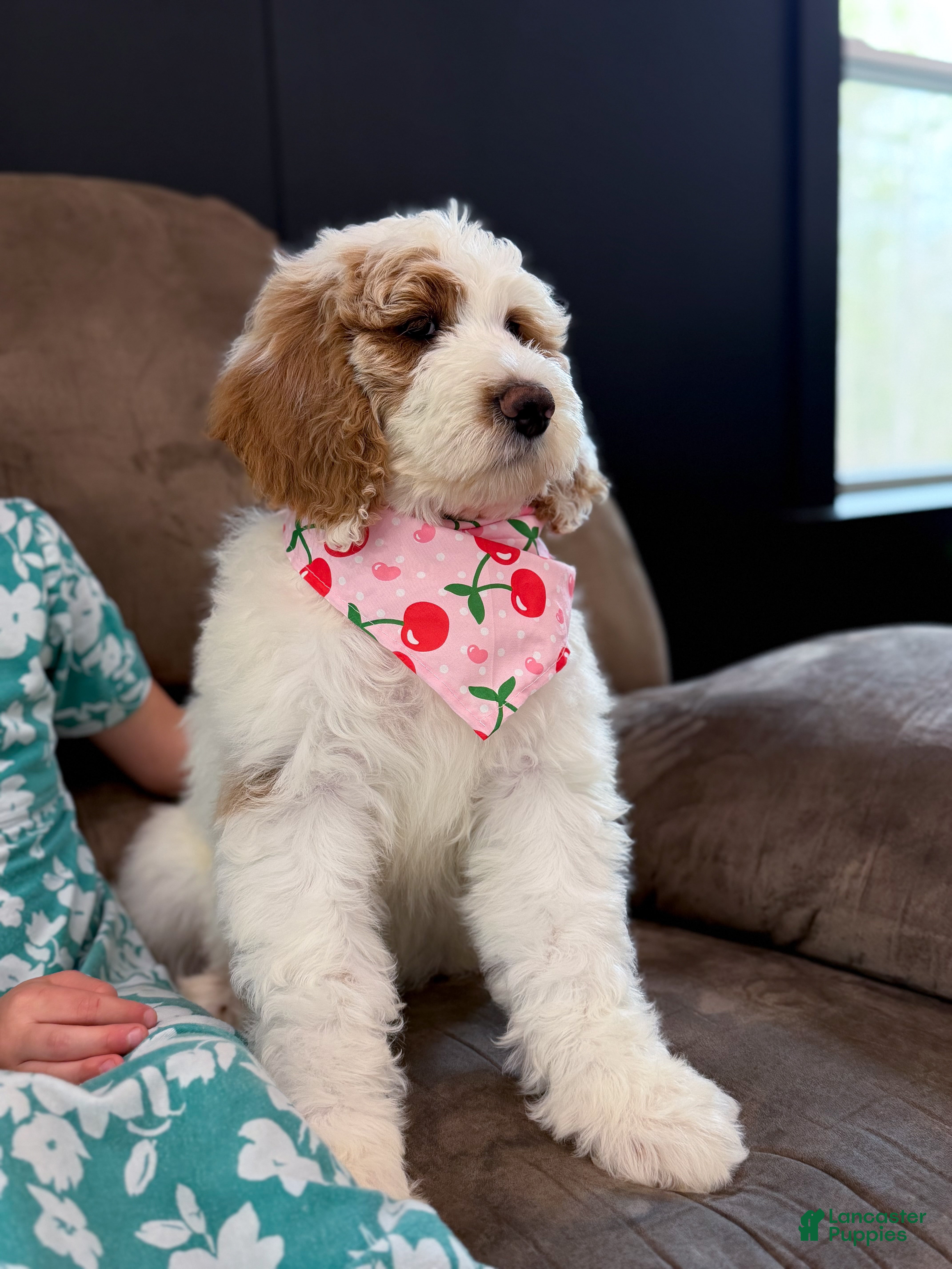 Goldendoodle dogs Amelia  - Ad 1