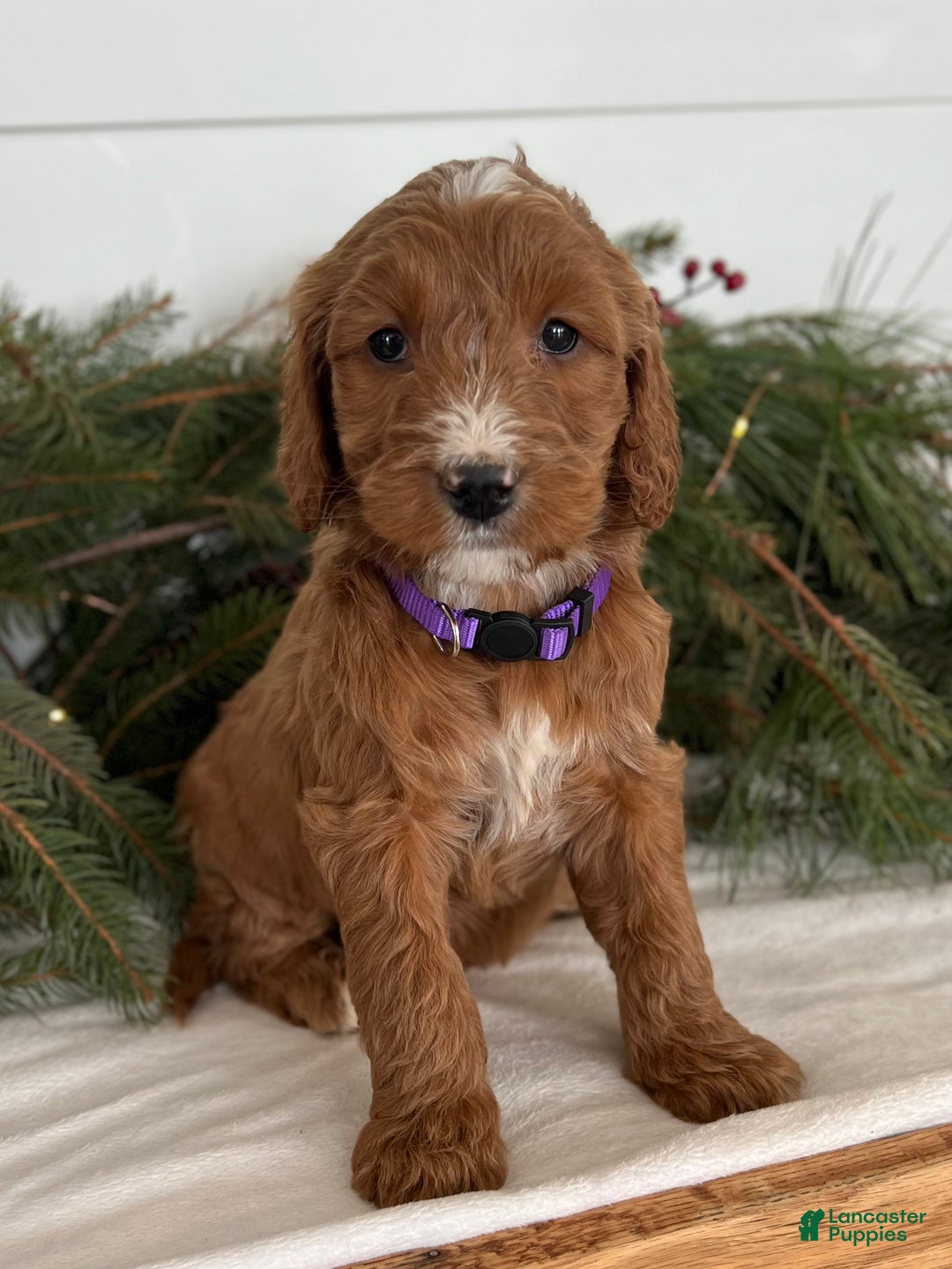Irish Doodle dogs for sale: Aspen - Ad 6