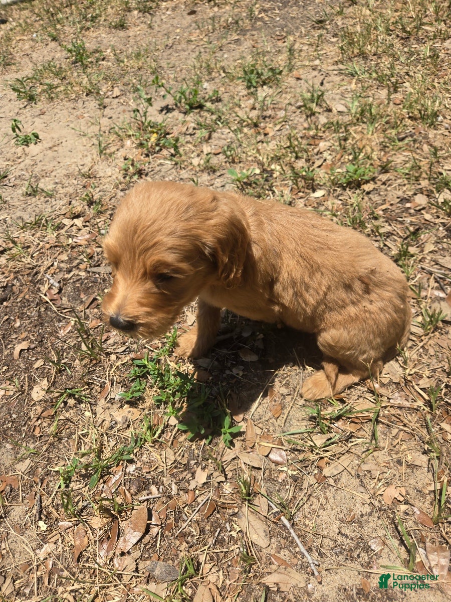Goldendoodle dogs Archer - Ad 1