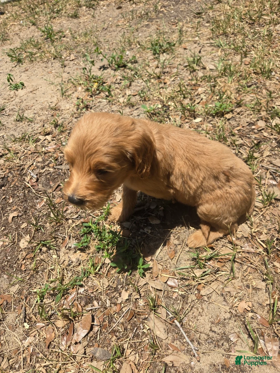 Goldendoodle dogs for sale: Archer - Ad 1