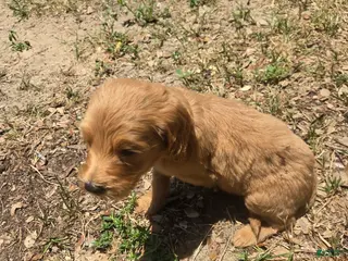 Goldendoodle dogs for sale: Archer - Ad 2