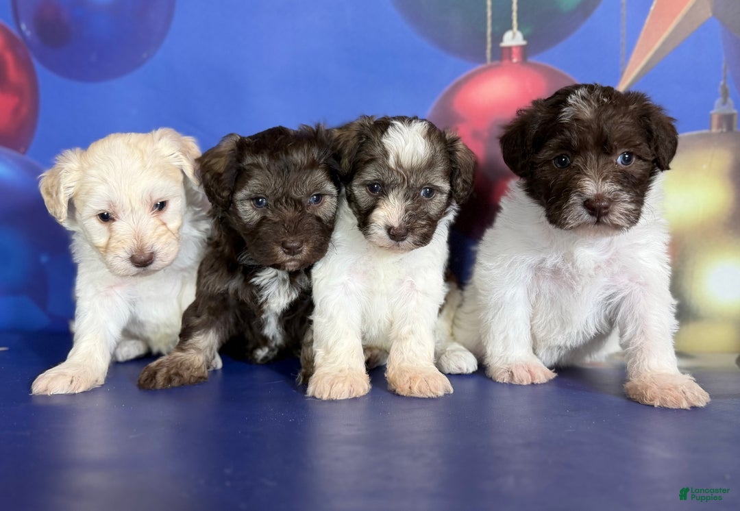 Mixed Breed dogs for sale: Blizzard - Ad 2