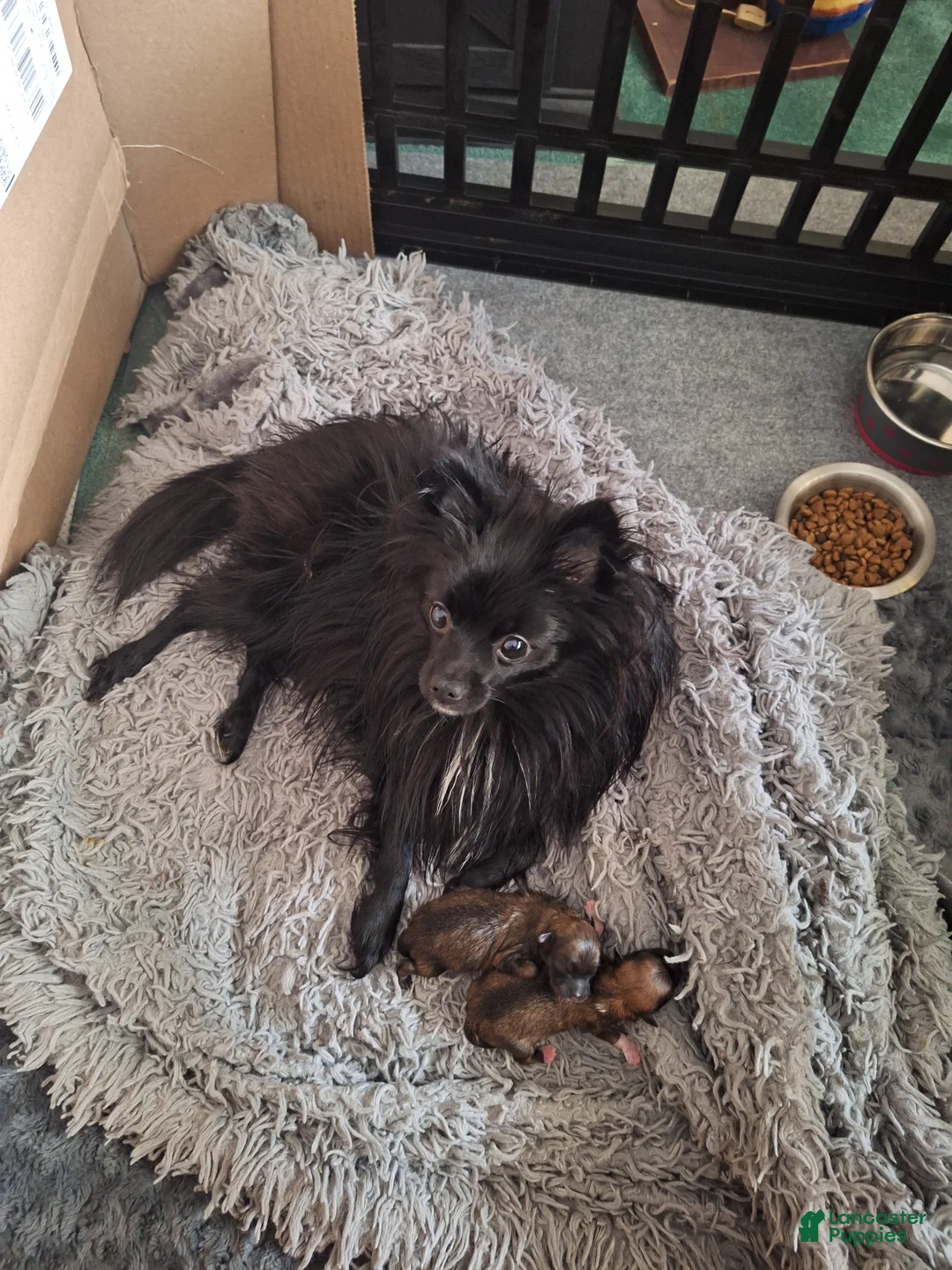 Pomeranian dogs for sale: Jax - solid black - Ad 10