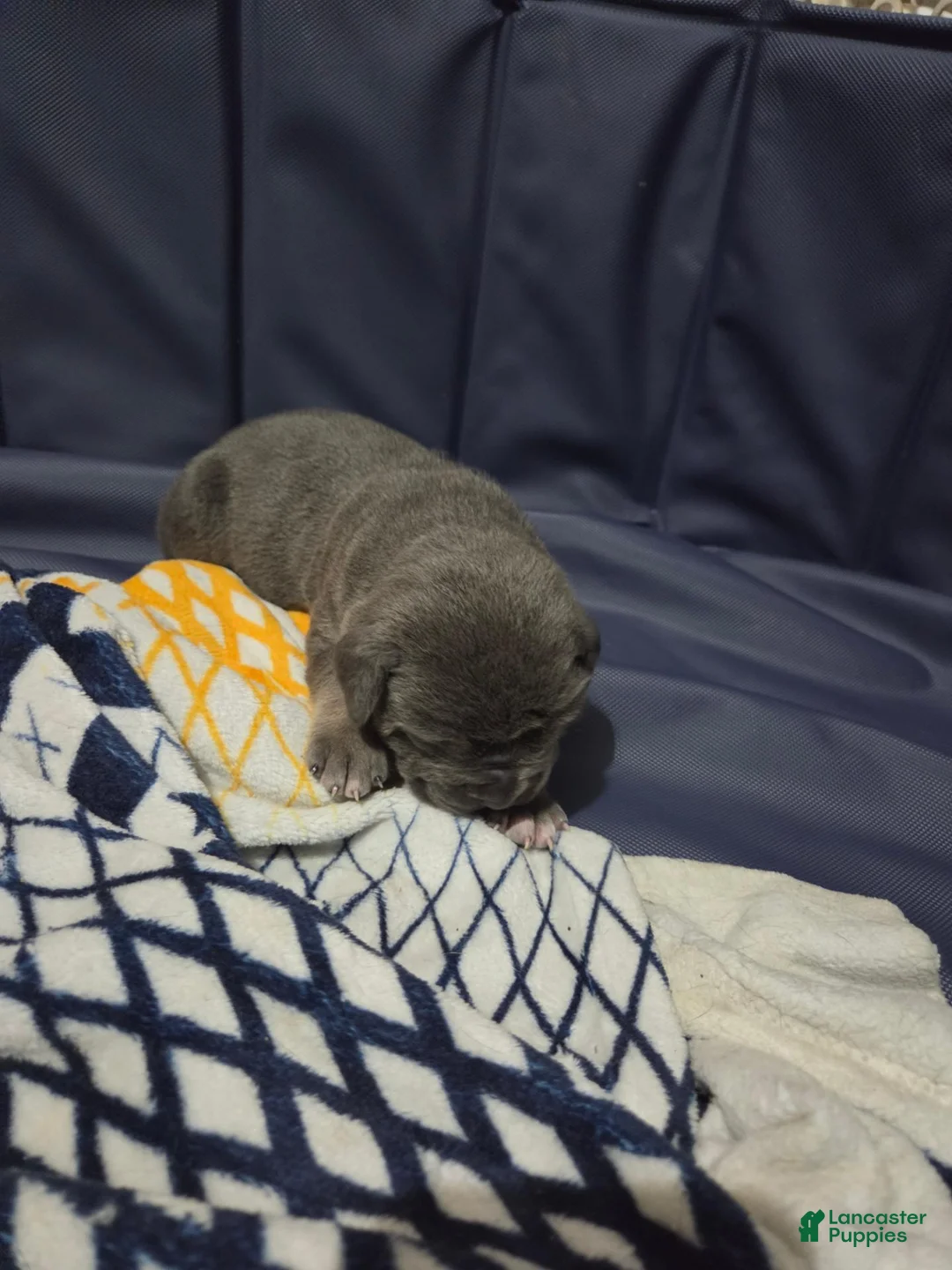 Cane Corso dogs for sale: Cane Corso 1 - Ad 1