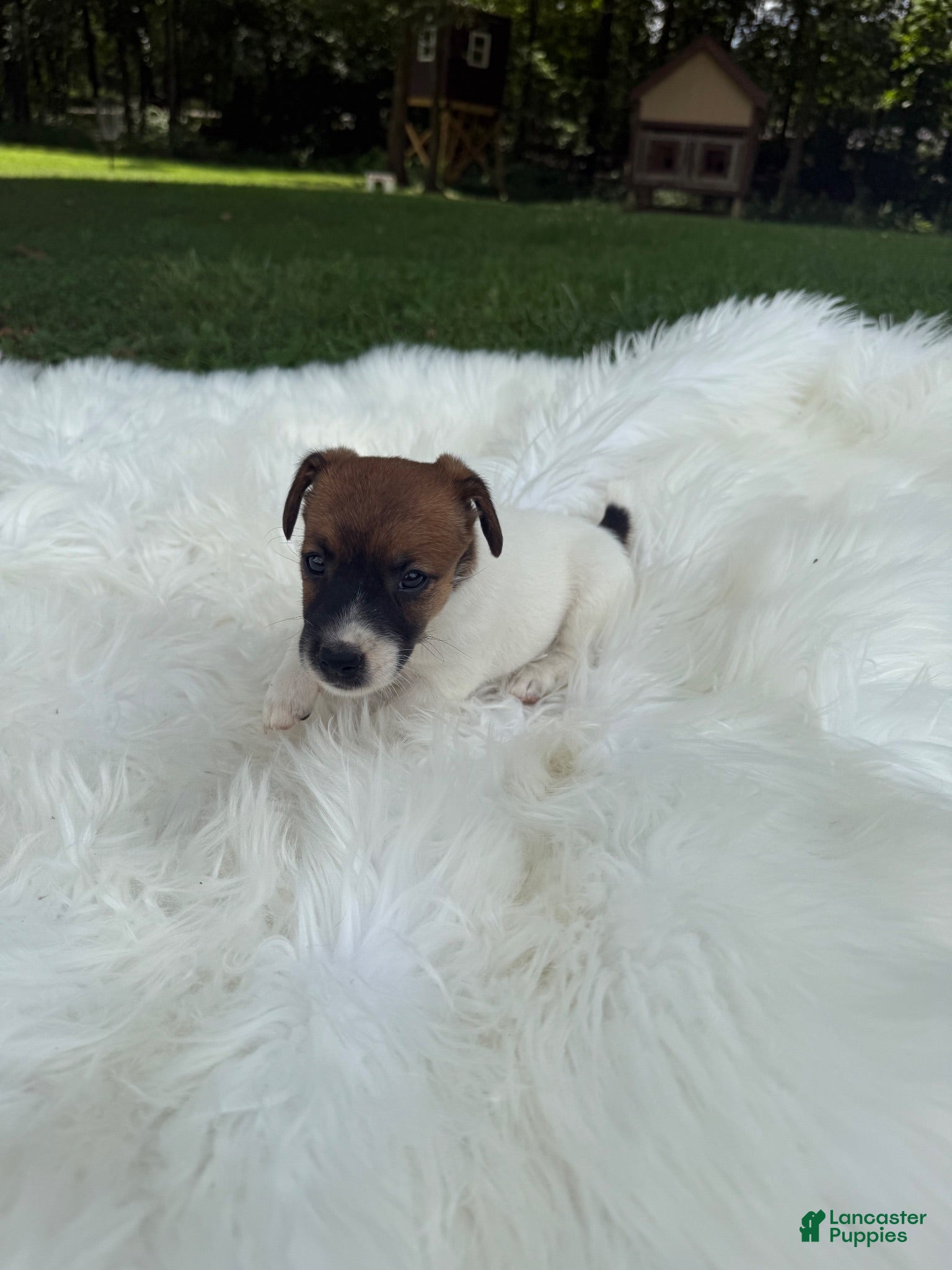 Jack Russell Terrier dogs UKC Zane - Ad 2